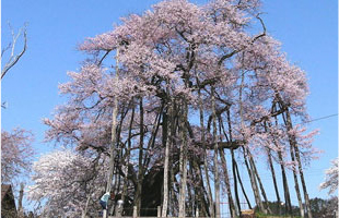 久保の桜